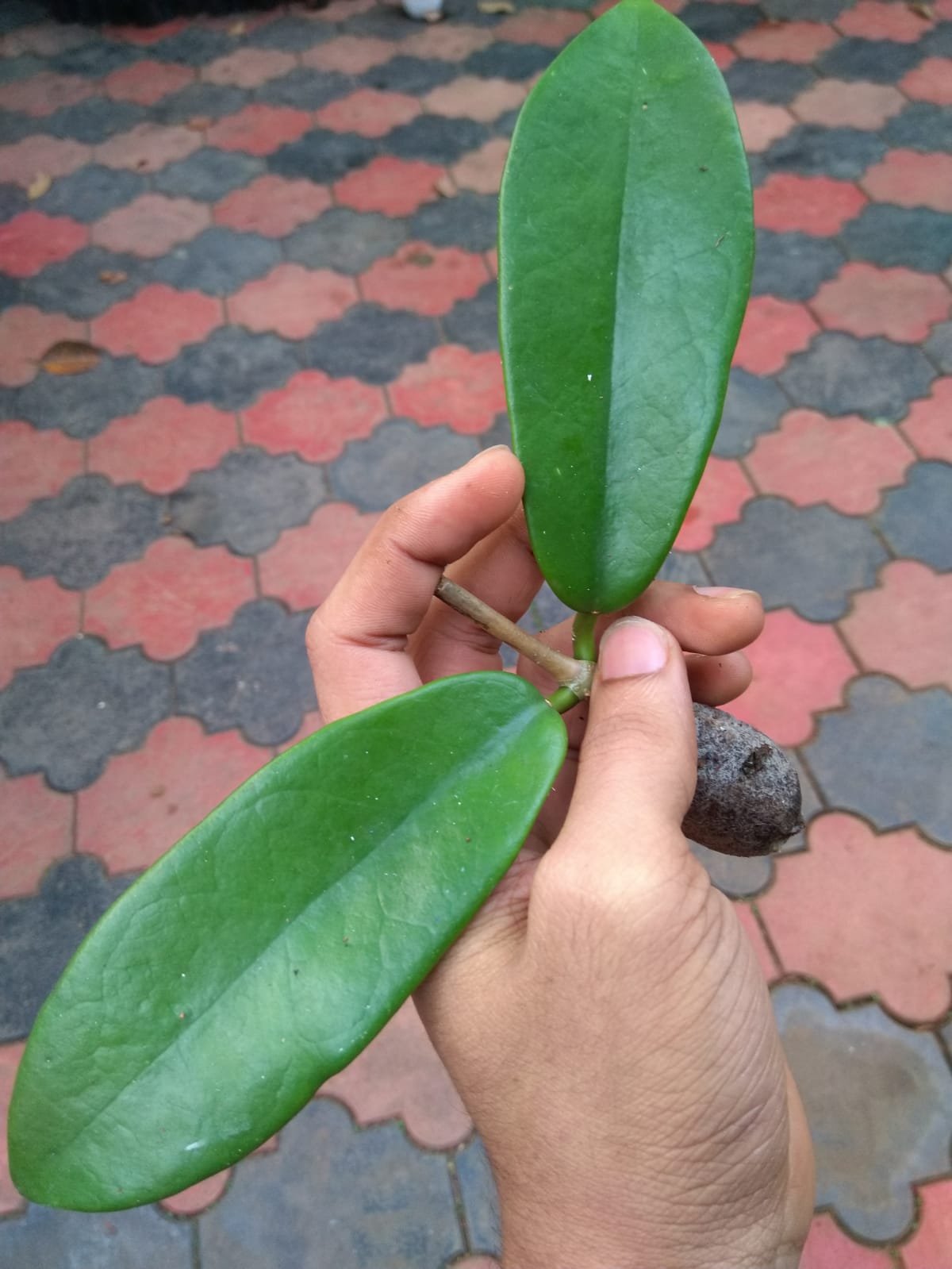 Hoya Coronaria Red - Image 3