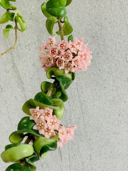 Hoya Hindu Rope