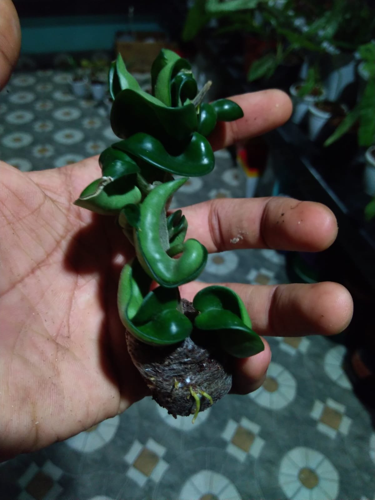 Hoya Hindu Rope - Image 2