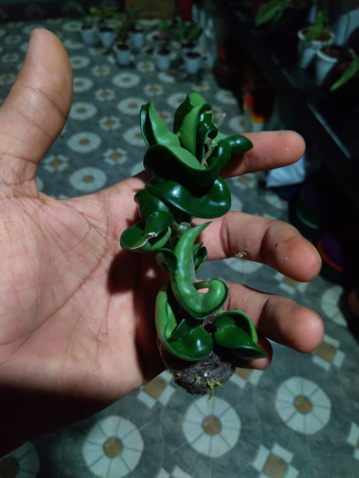 Hoya Hindu Rope - Image 3