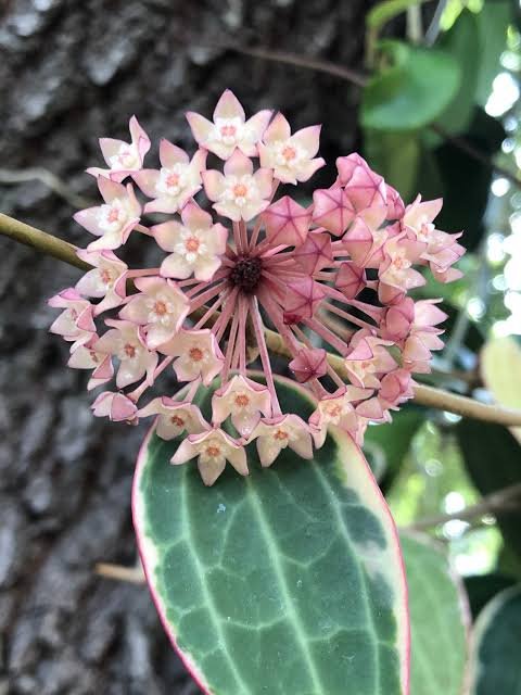Hoya Macrophylla