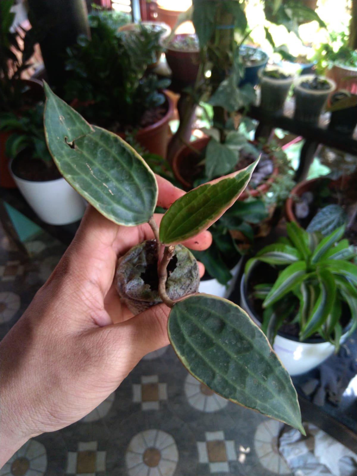 Hoya Macrophylla - Image 2