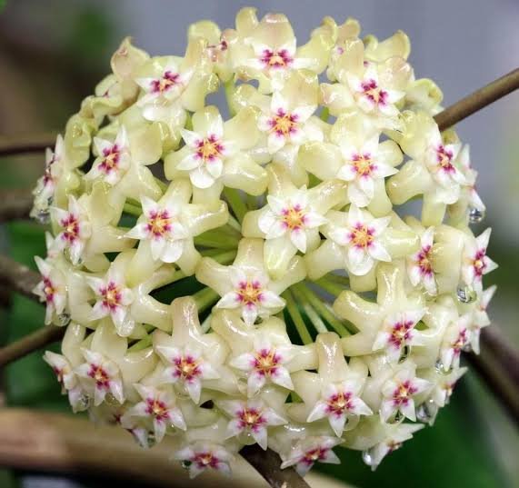Hoya Parasitica