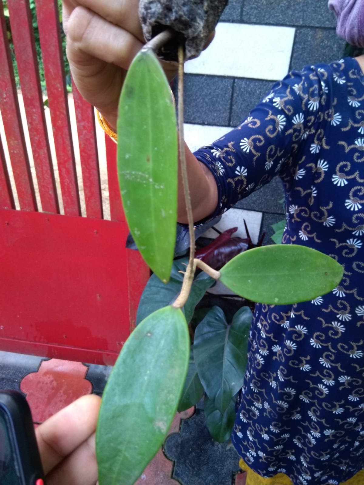 Hoya Parasitica - Image 2