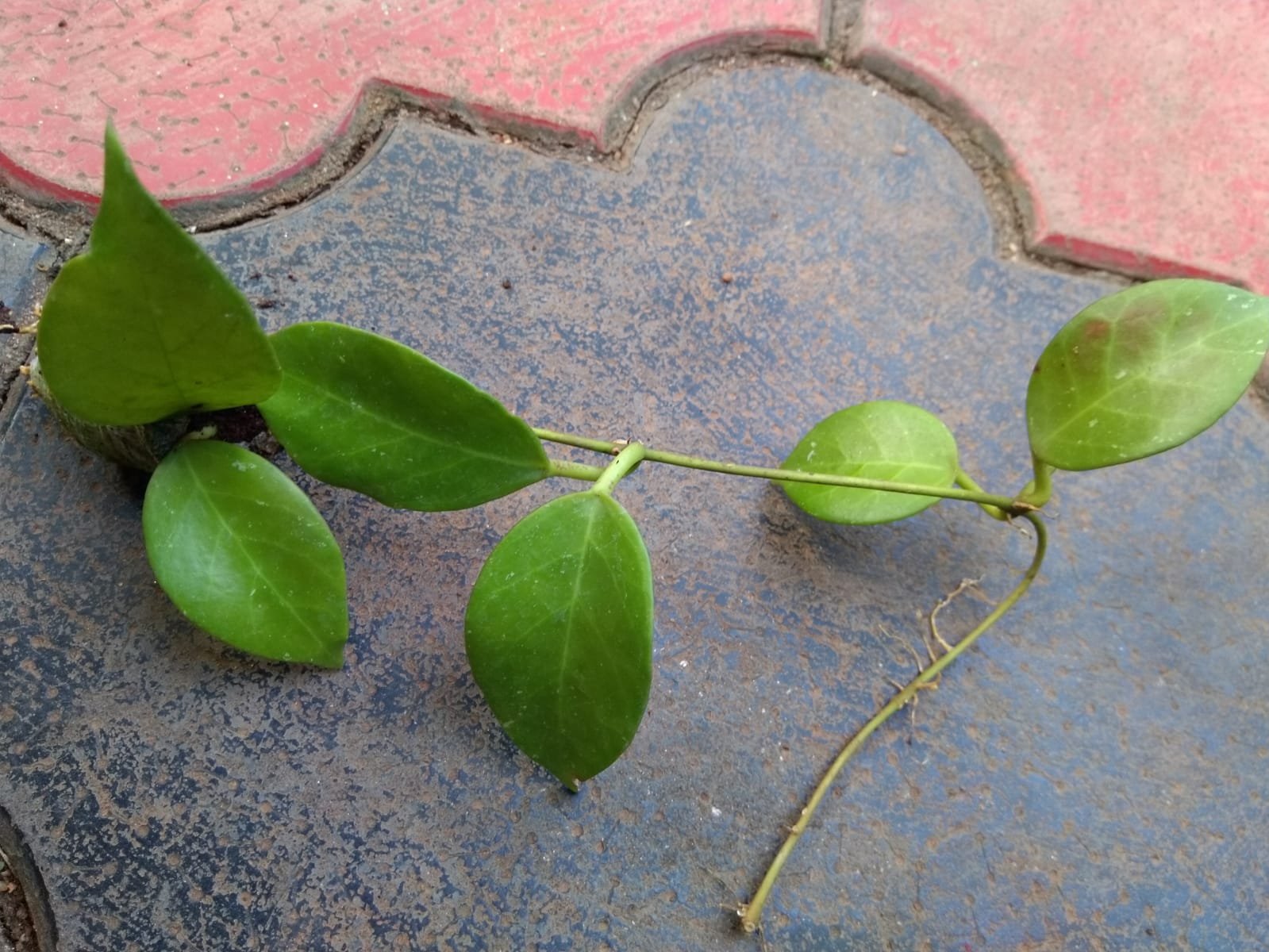 Hoya Sunrise - Image 2