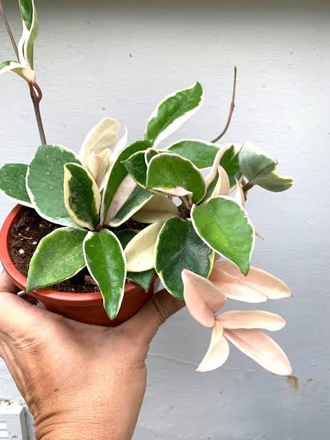 Krimson Queen Hoya - Image 2