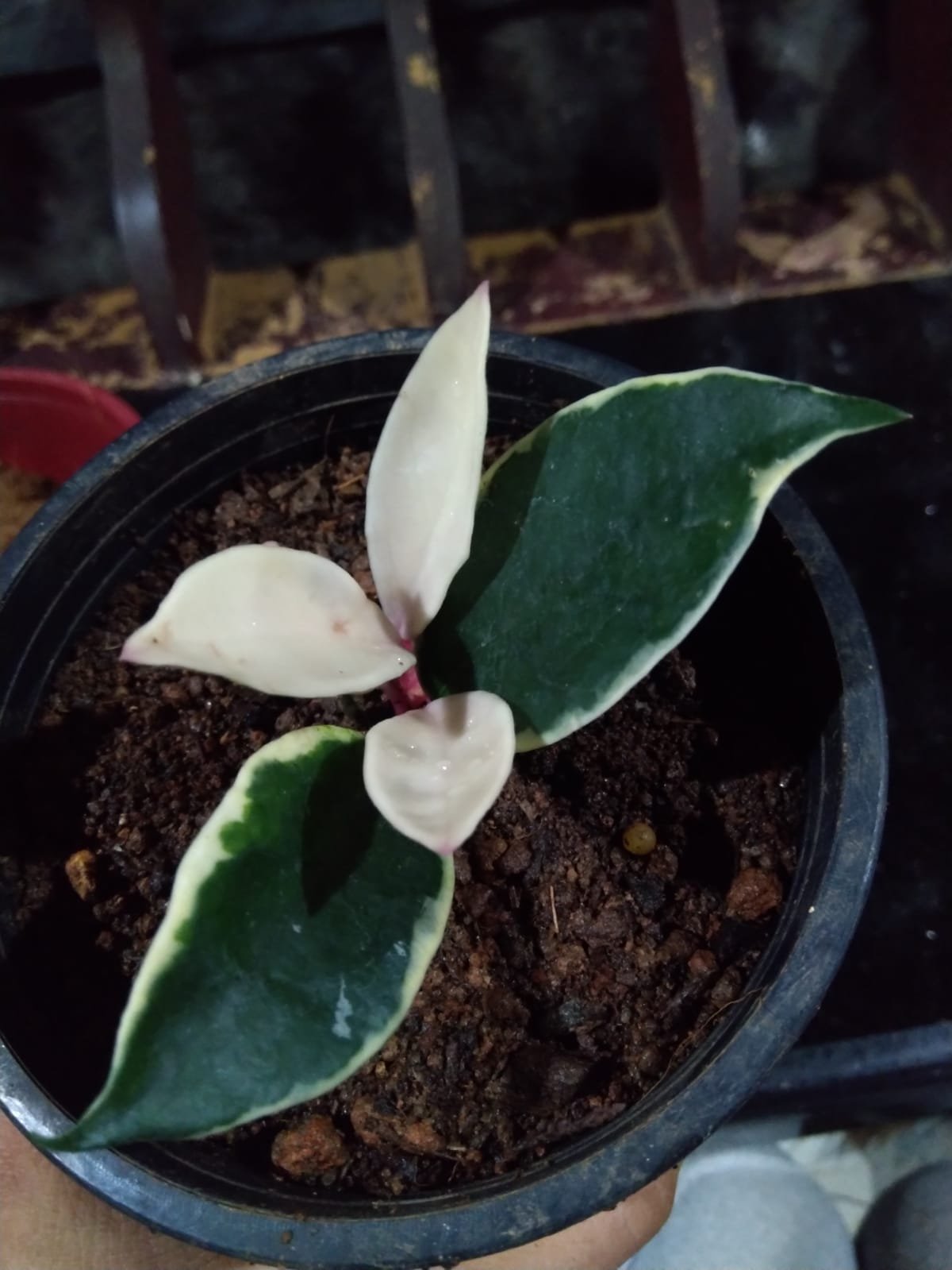 Krimson Queen Hoya - Image 3