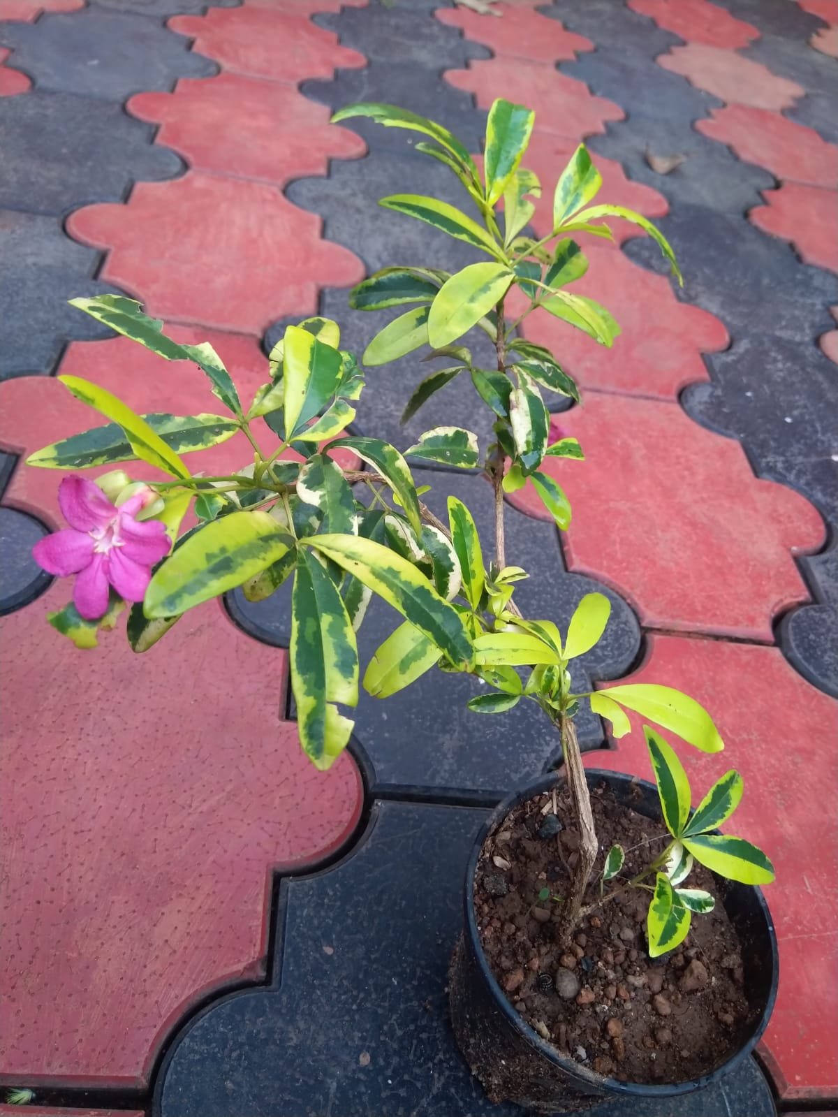 Lavinia Plant - Image 2