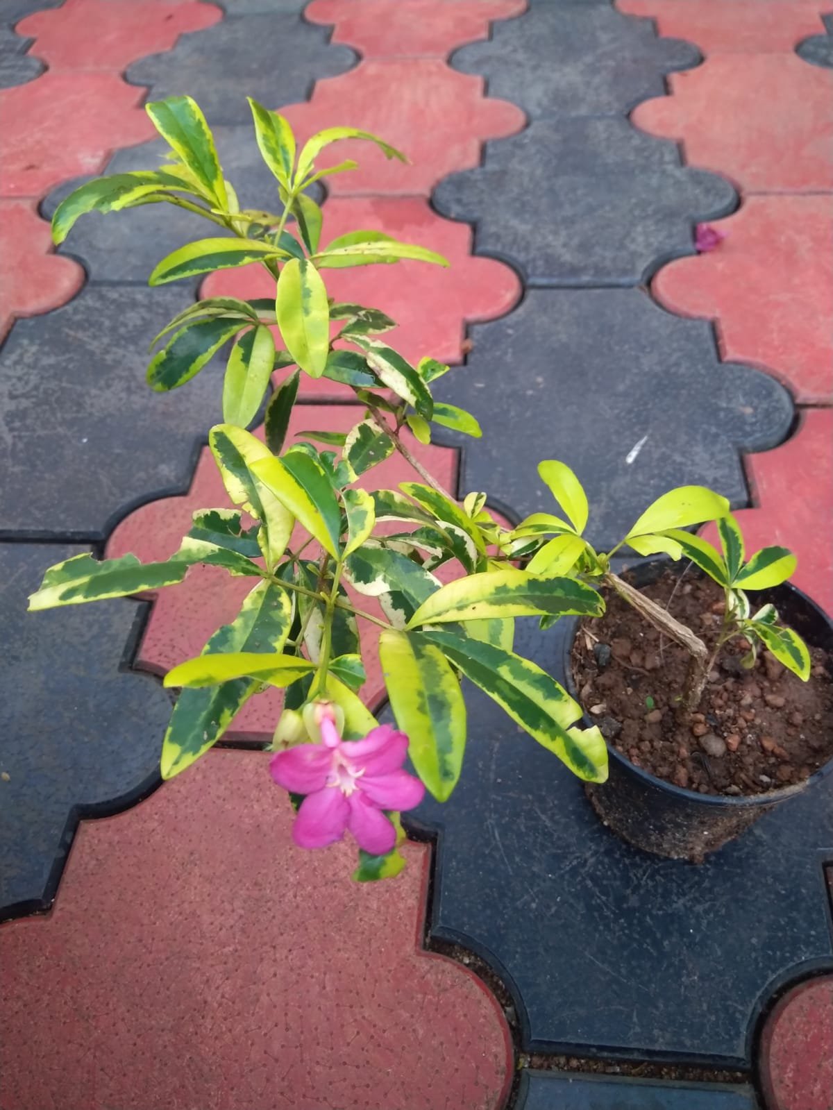 Lavinia Plant - Image 3