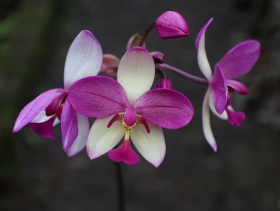 MINIATURE GROUND ORCHID 1