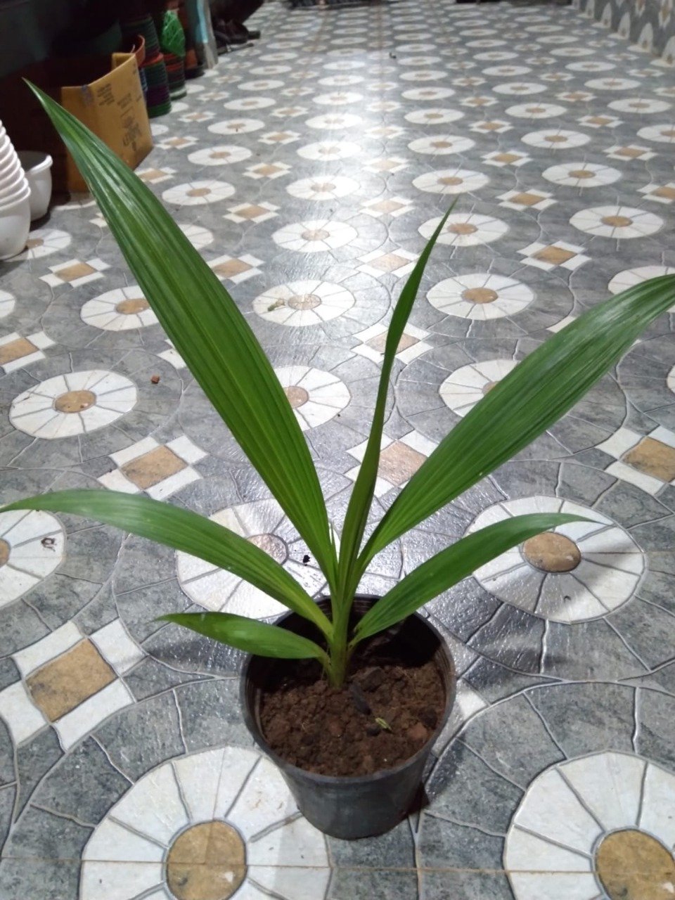 MINIATURE GROUND ORCHID 1 - Image 2