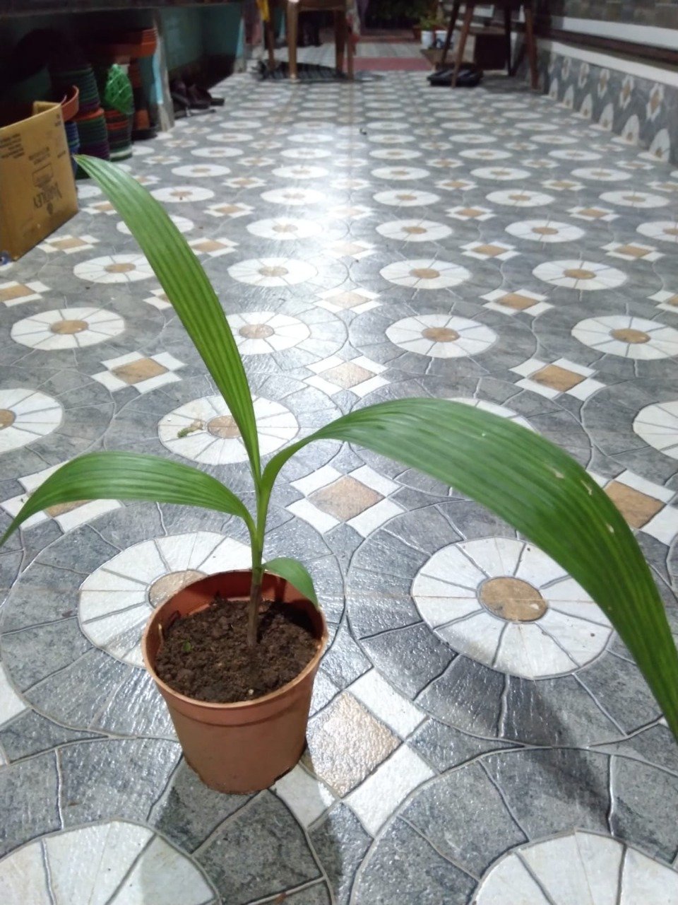 MINIATURE GROUND ORCHID 3. - Image 2