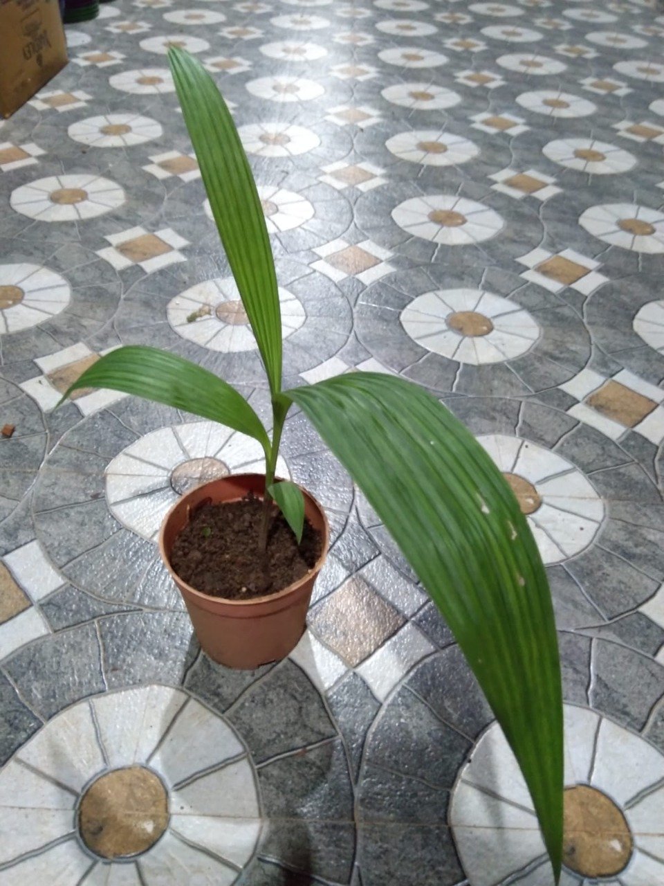 MINIATURE GROUND ORCHID 3. - Image 3