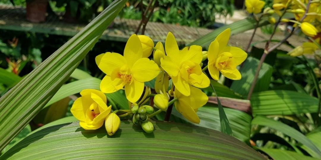 MINIATURE GROUND ORCHID 3.