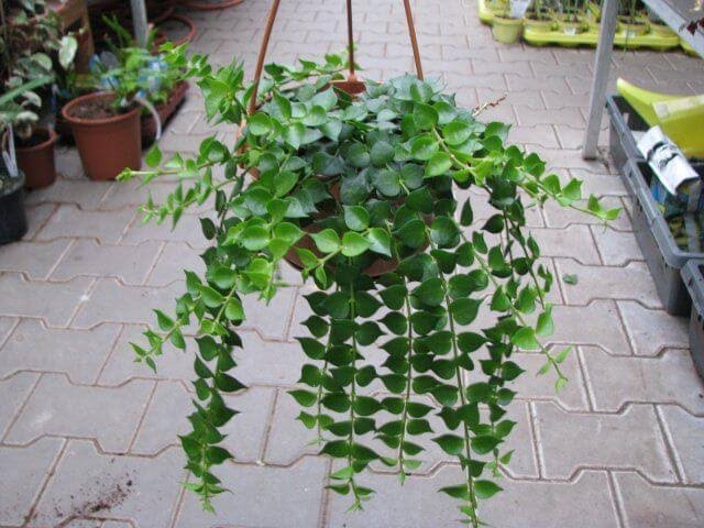 Million heart - Image 2