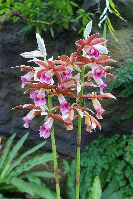 NUN GROUND ORCHID