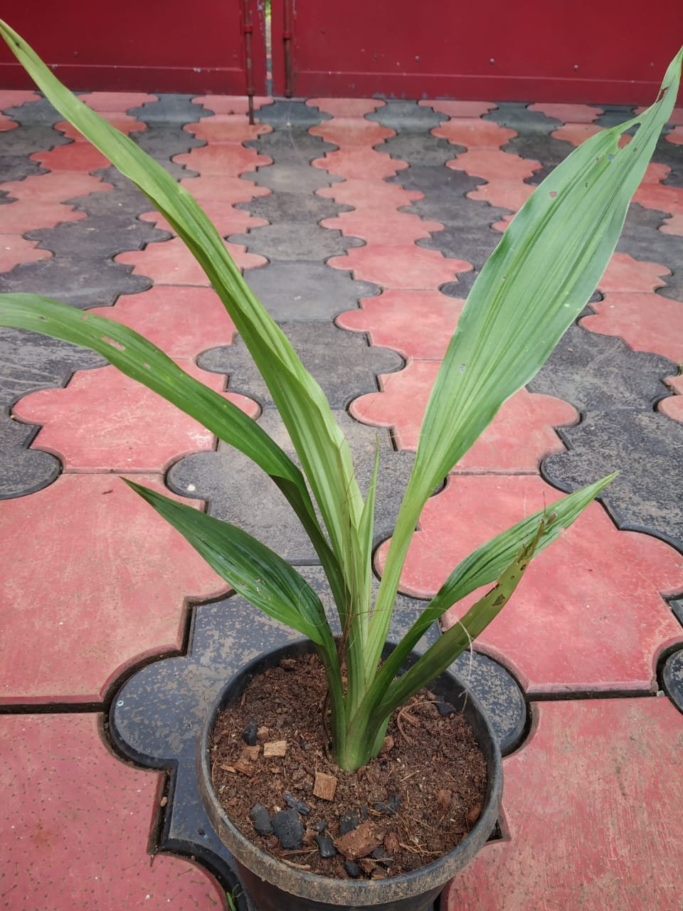 NUN GROUND ORCHID - Image 2