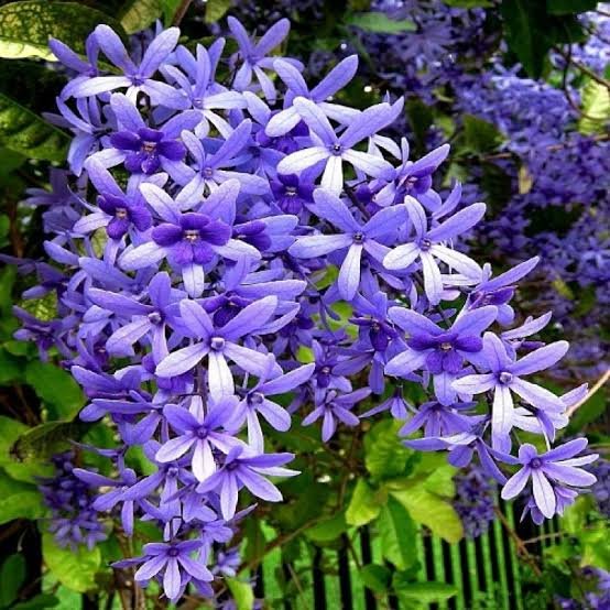 Petrea Blue