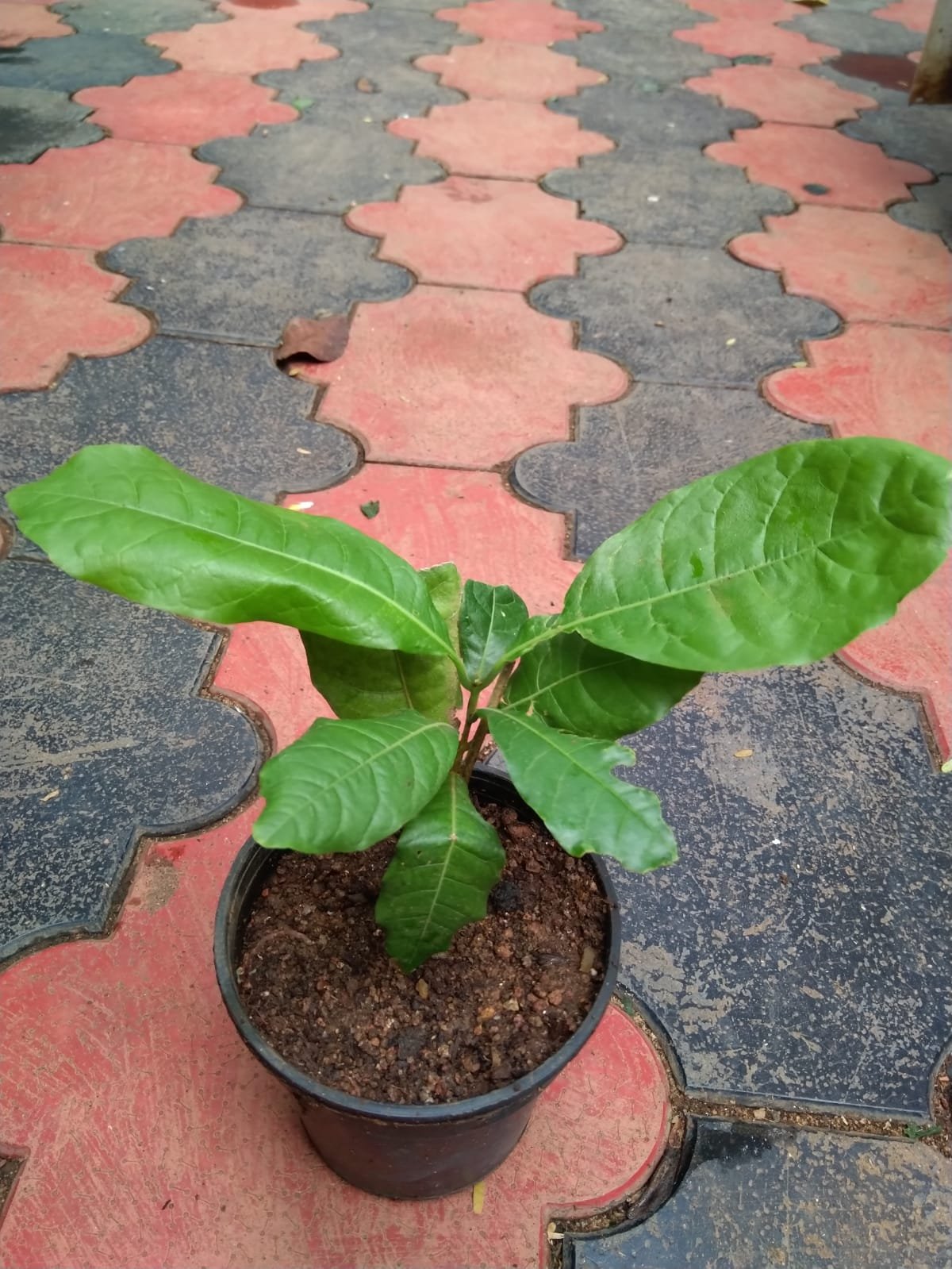 Petrea Blue - Image 2