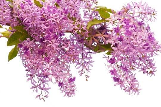 Petrea Pink