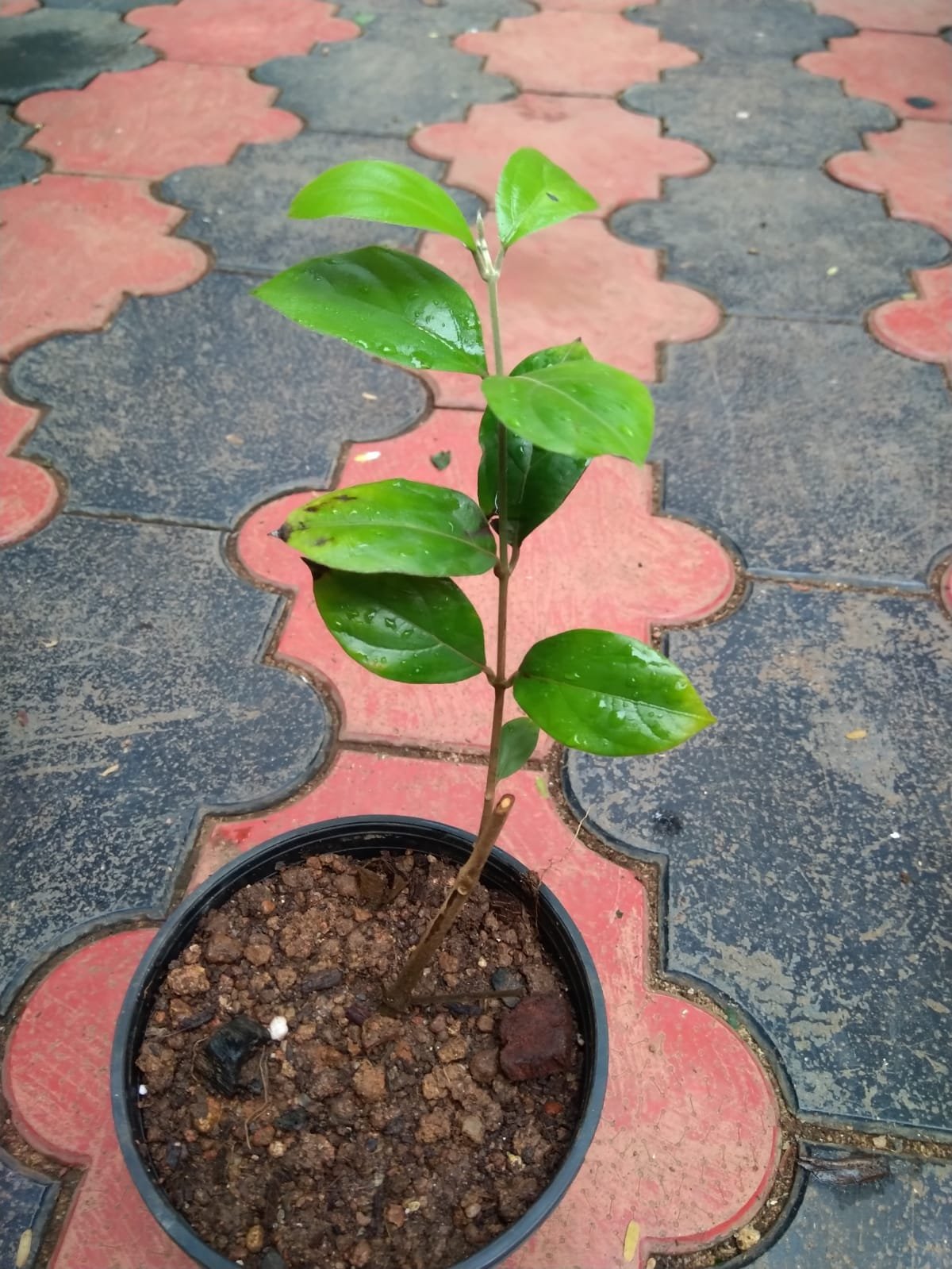 Petrea Pink - Image 2