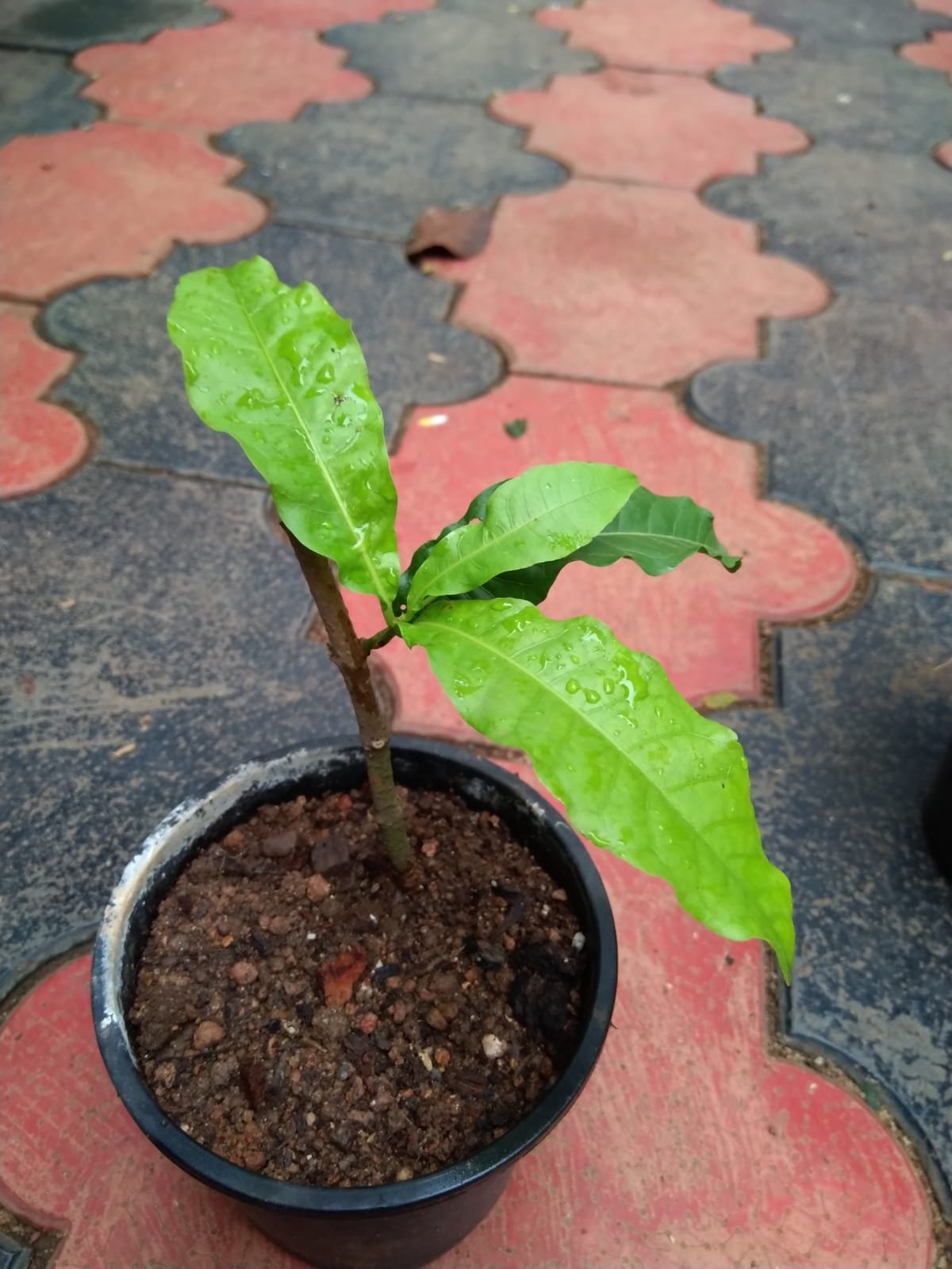 Petrea White - Image 2