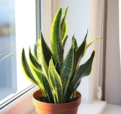 Sansevieria Dwarf