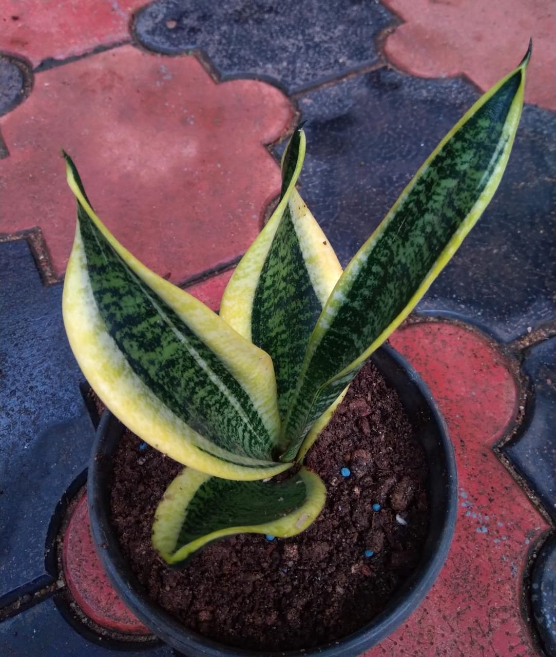Sansevieria Dwarf - Image 2