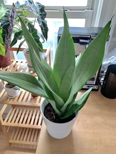 Sansevieria Moonshine