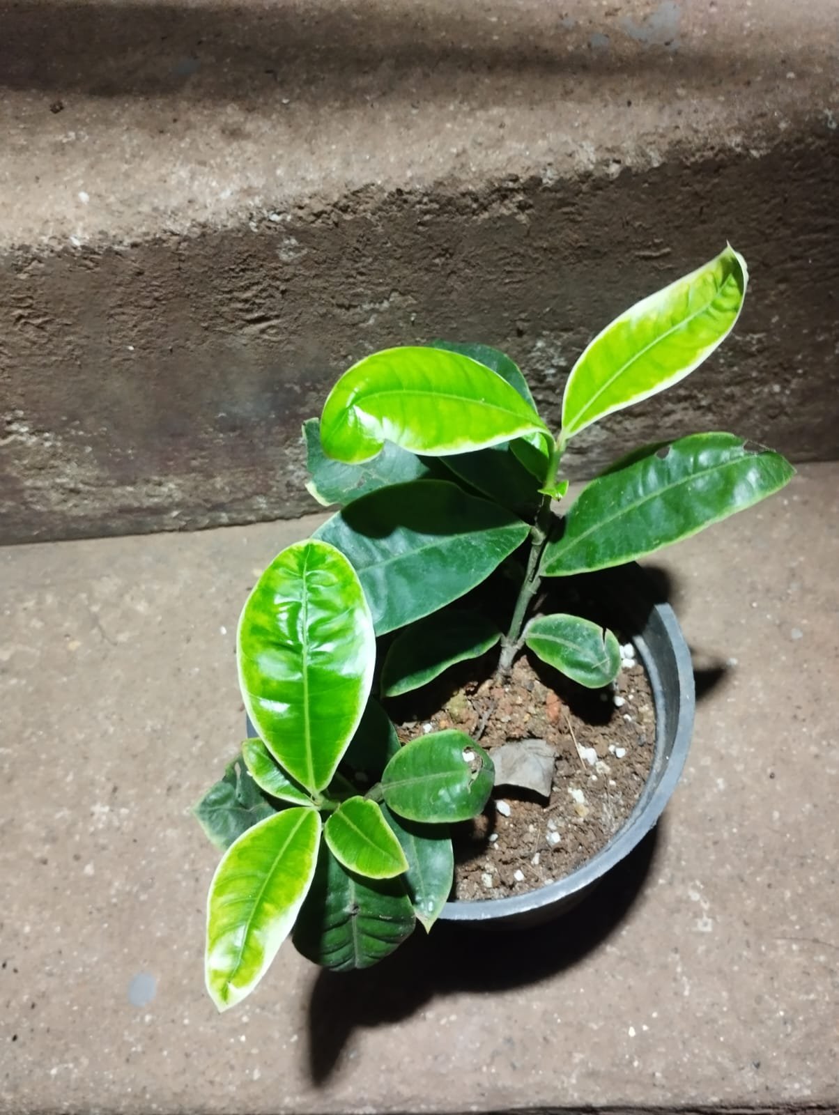 VARIGATED IXORA - Image 2