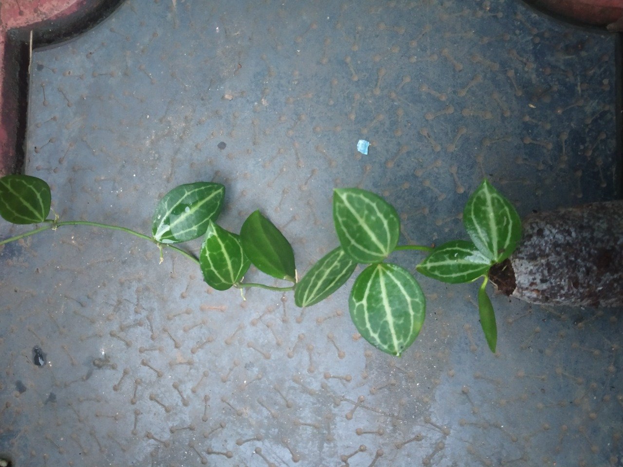 WATERMELON DISCIDIA - Image 3