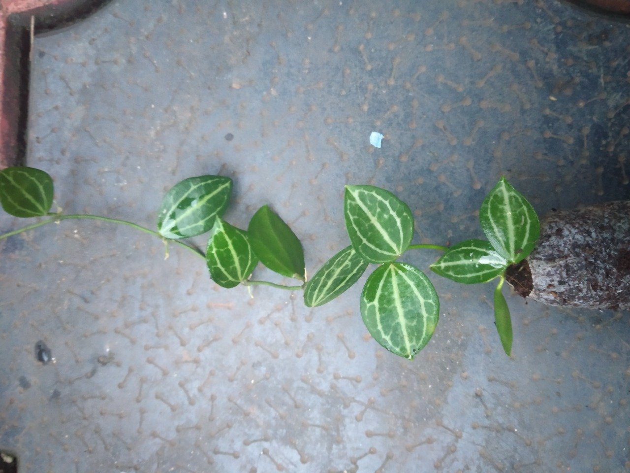 WATERMELON DISCIDIA - Image 2