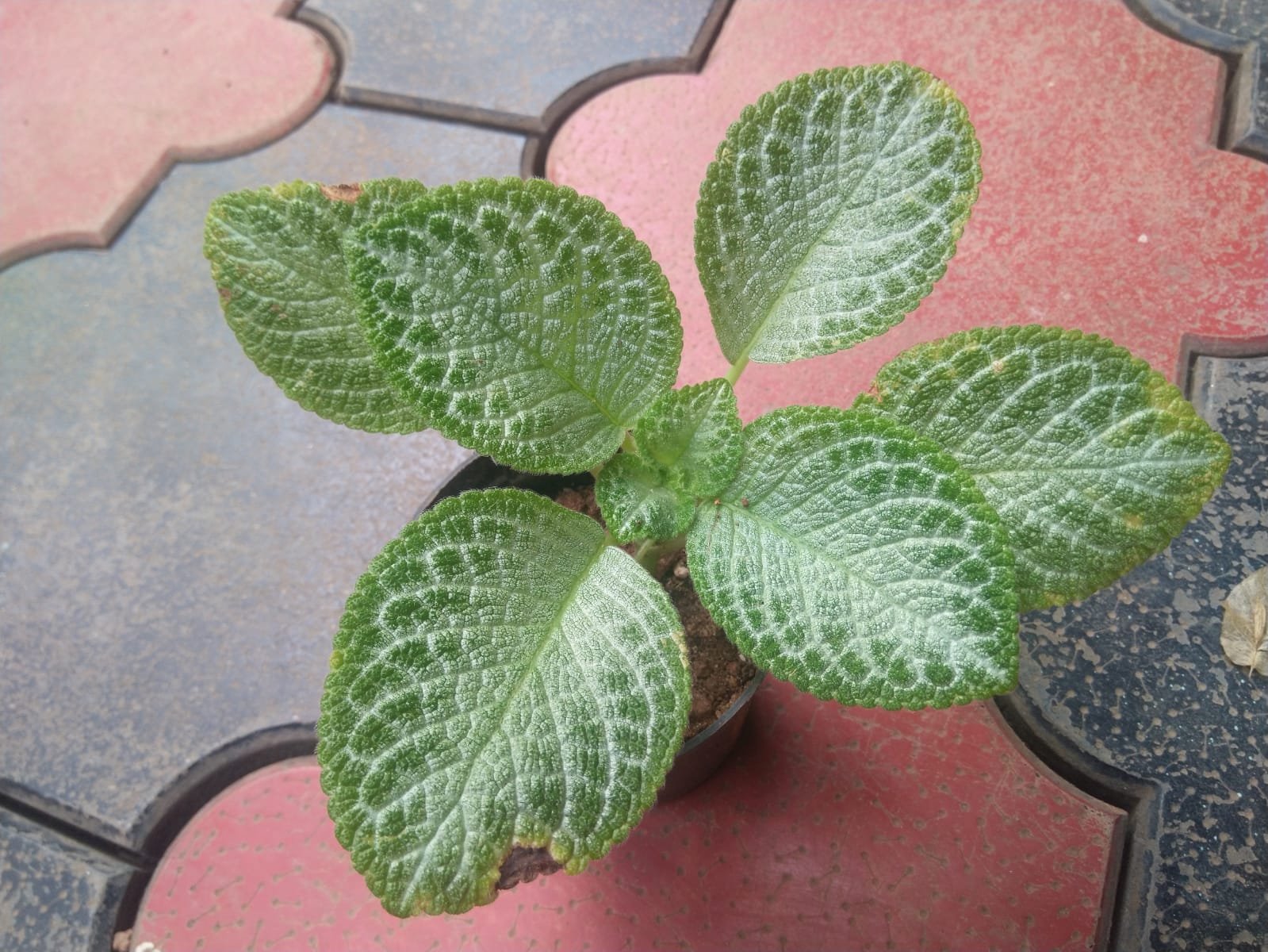 Yellow Episcia. - Image 2