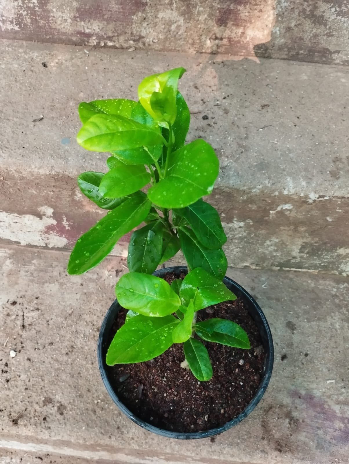 Yellow Mandeville - Image 2