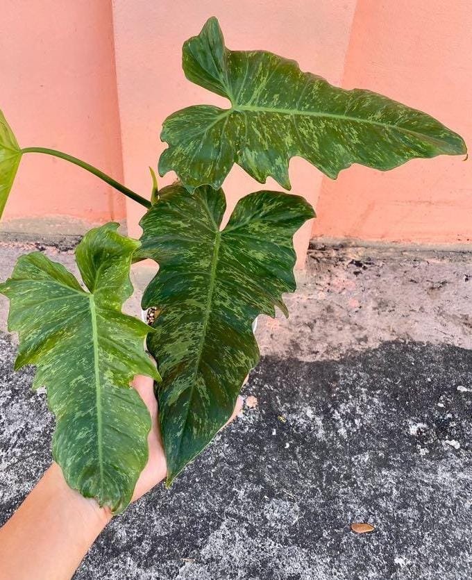 PHILODENDRON LIME FIDDLE - Image 2