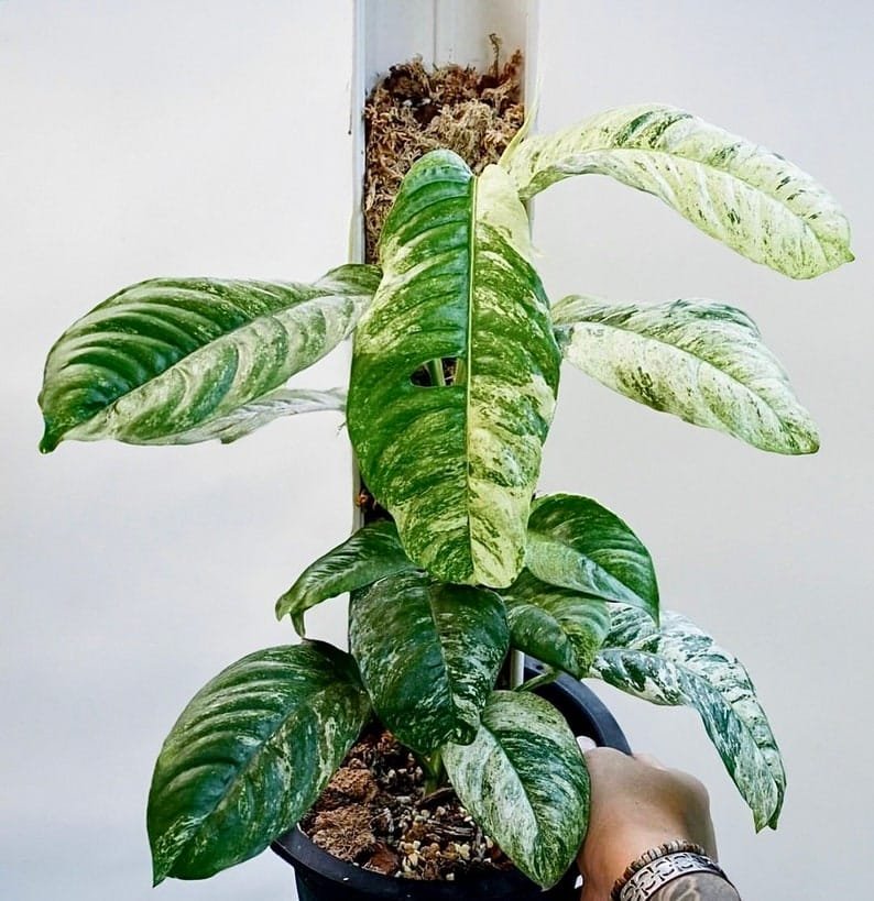 RAPHIDOPHORA PUBERULA MARBLE