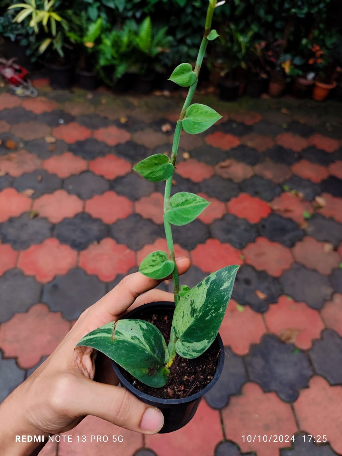 Rhaphidophora Hayi Variegated - Image 2