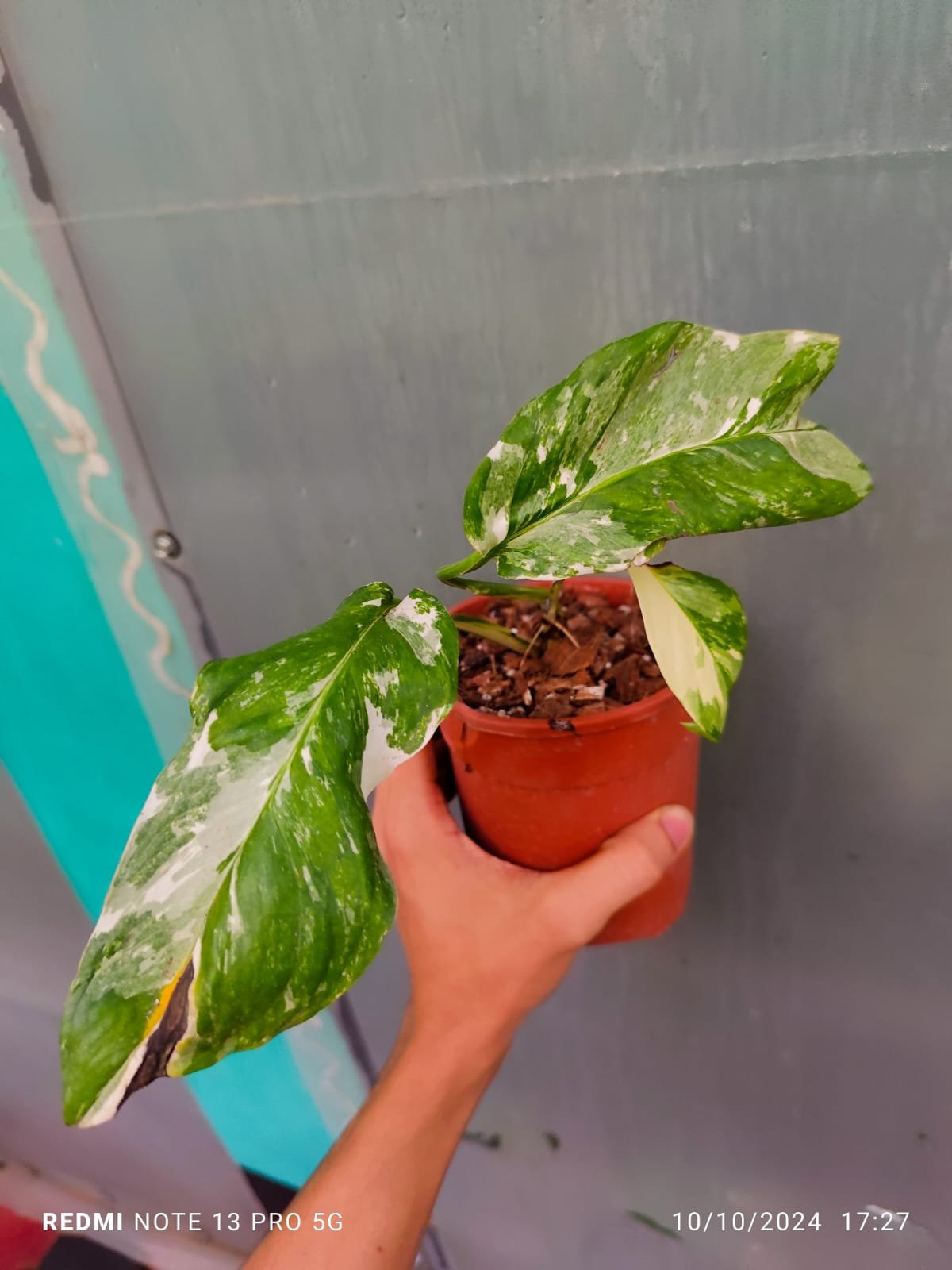 Philodendron Lechleriana Variegated - Image 2