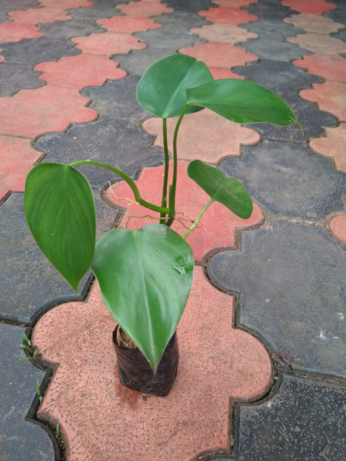 Philodendron Microstictum - Image 3