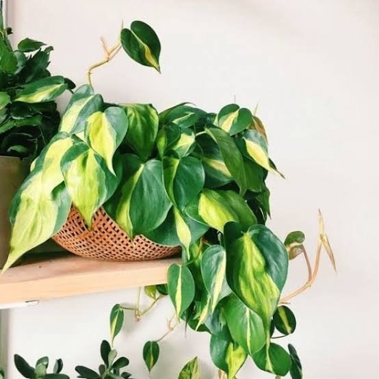 Brazilian Philodendron.