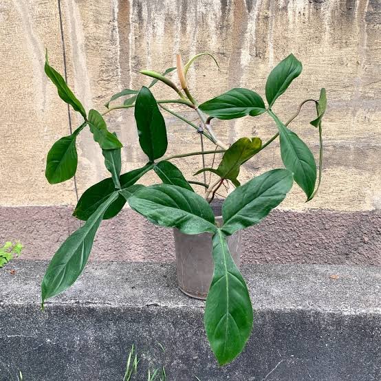 Philodendron 69686