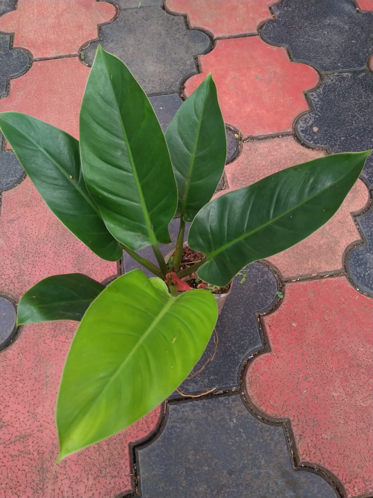 Philodendron Green emerald King