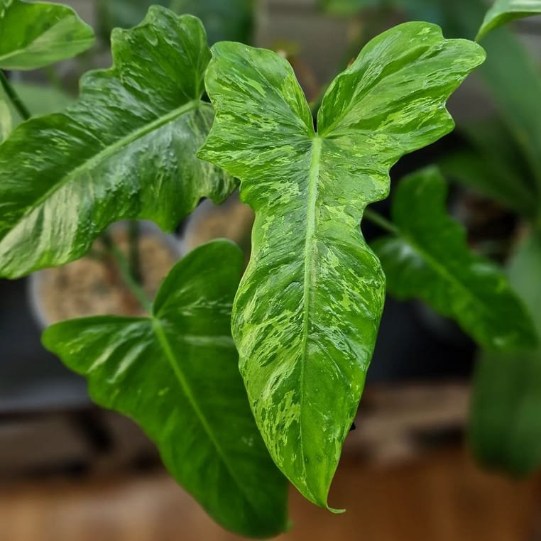 PHILODENDRON LIME FIDDLE