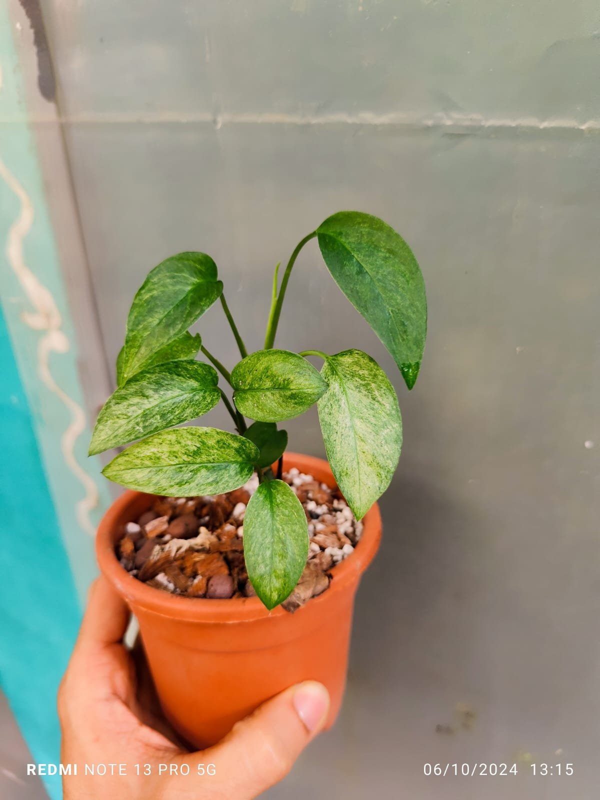 Monstera Laniata Mint Variegated - Image 3