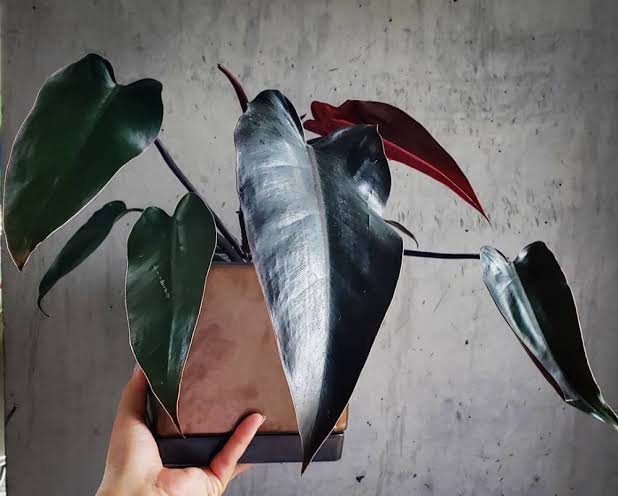 Philadendron Black Majestic.