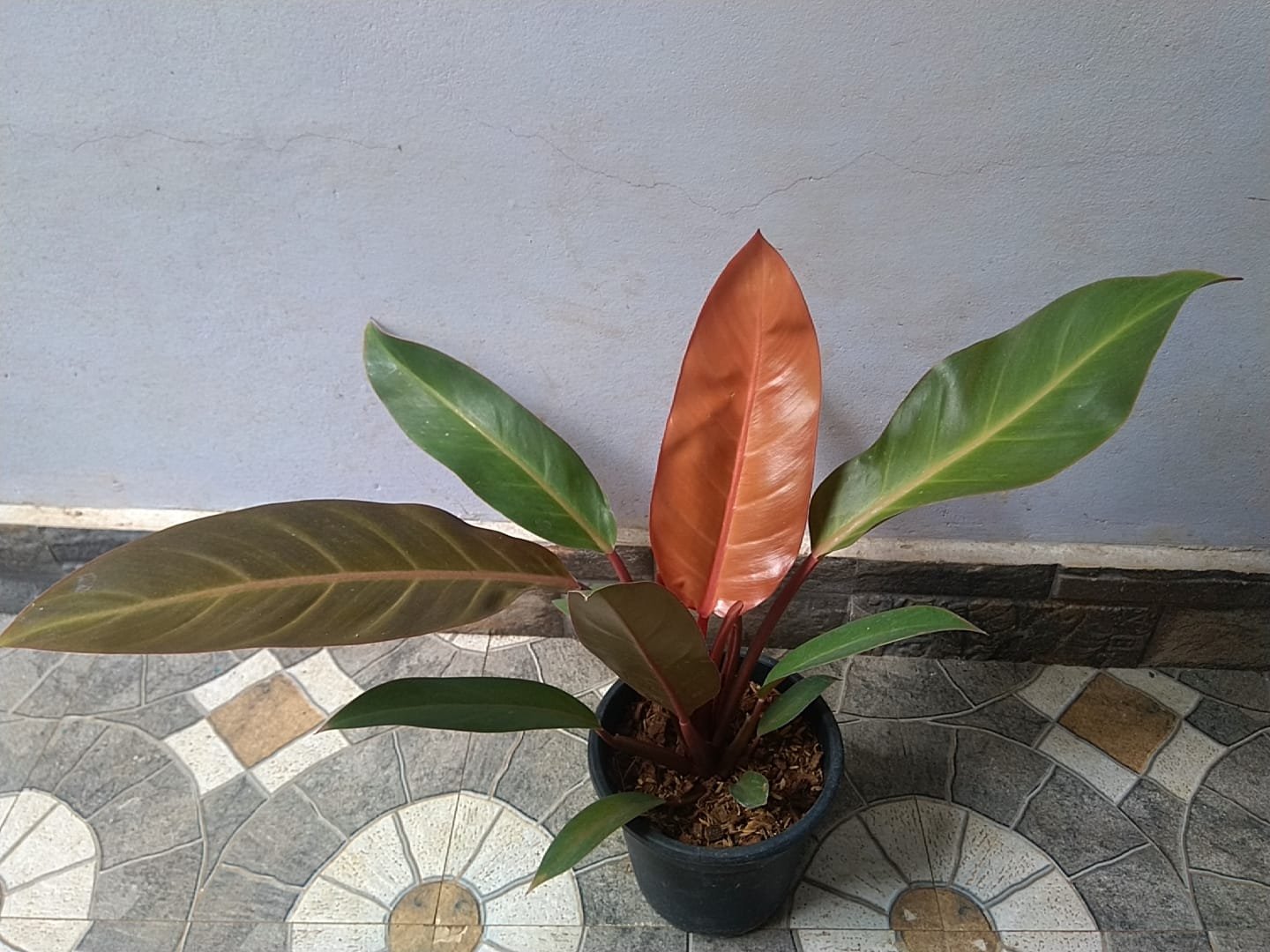 PHILADENDRON SUN RED - Image 3