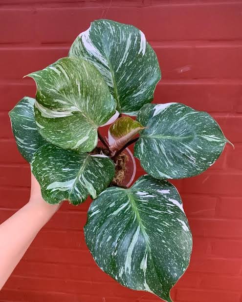 PHILODENDRON WHITE KNIGHT MARBLE