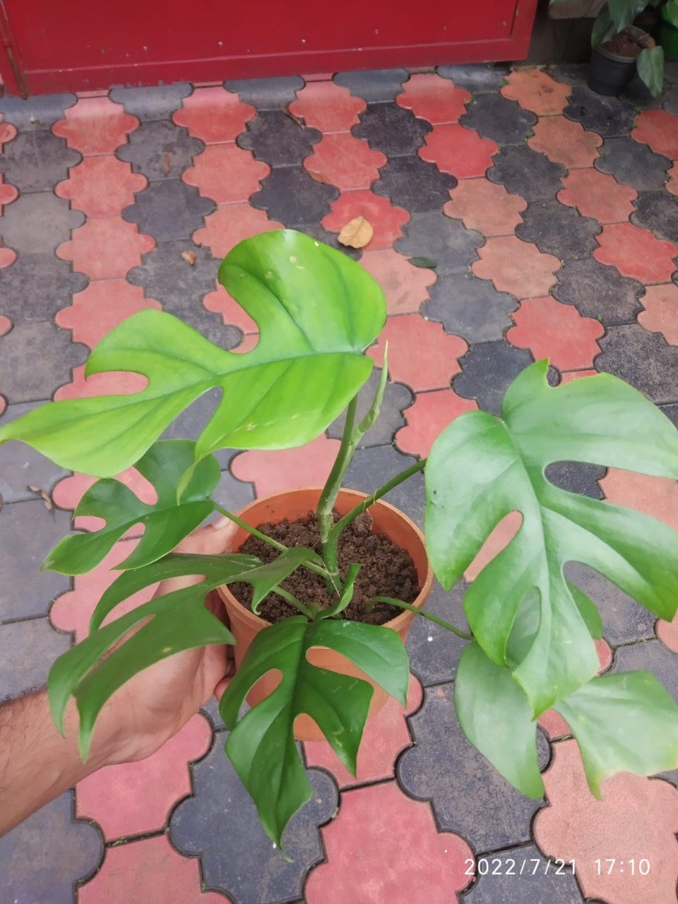 Rhaphidophora Tetrasperma - Image 2