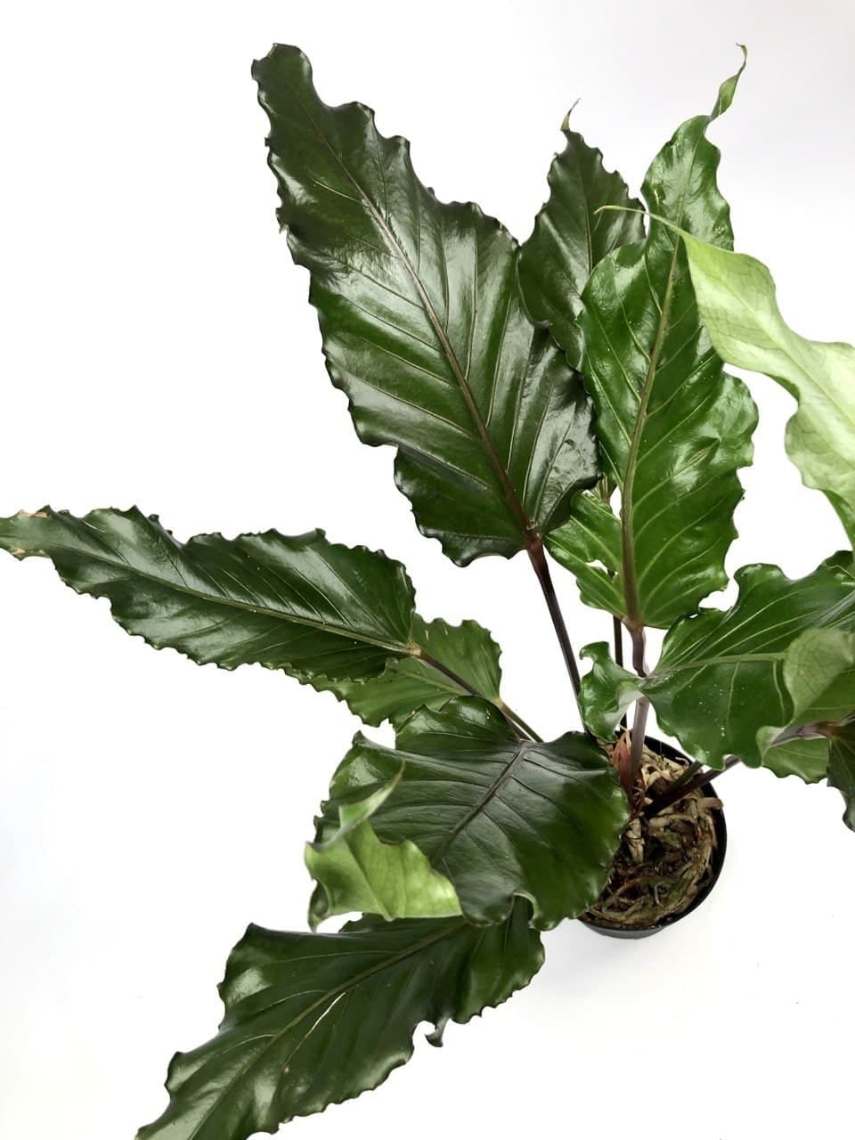 Anthurium Black Beauty