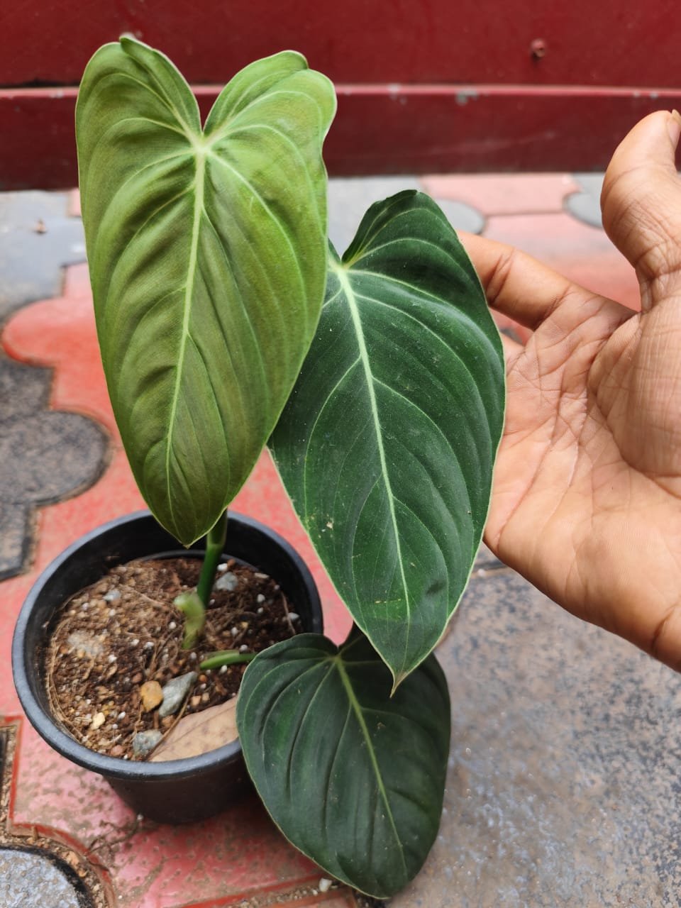 Philodendron Melanochrysum - Image 2